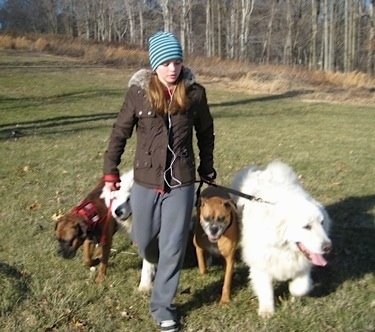 Amie walking Allie and Bruno the Boxers as well as Tundra and Tacoma the Great Pyrenees