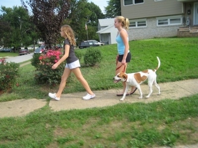 Two blonde haired girls are walking a tan with white Beagle mix puppy down a sidewalk in a neighborhood. The dog is heeling beside the girl in the back.