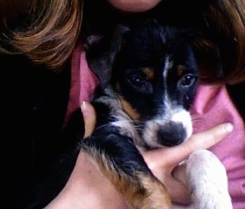 Close up head shot - A black with white and brown Papijack puppy is being held close to the chest of a person who is wearing black and hot pink.