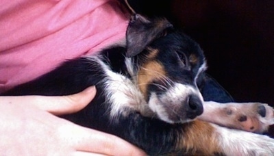 Close up side view - A black with white and brown Papijack puppy is sleeping in a persons lap.