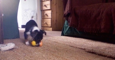 Front view - A black with white and brown Papijack puppy is standing on a carpet and it has a squeaky, Tweety Bird toy in its mouth.