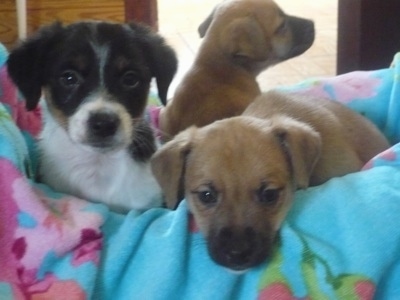 A litter of 3 Papijack puppies are laying in a dog bed that is covered in a teal-blue flowered blanket. Two of the pups are tan with black and one is white, black and tan.