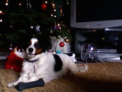 Front side view - A white with black and brown Papijack is laying on a tan carpet next to a lit Christmas tree looking forward with its head slightly tilted to the right. There is a TV behind it and a black bone next to its front paws.
