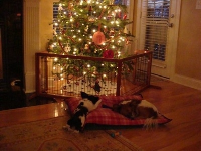 Two Papillons are laying down on a pillow in front of a lit-up Christmas Tree with a pen around it.