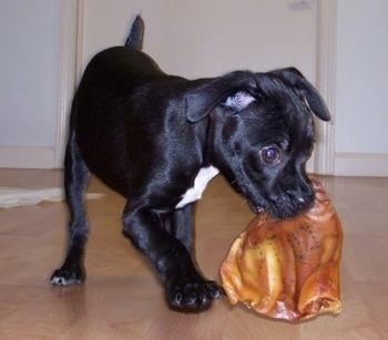 Front side view - A black with white Patton Terrier puppy is standing on a hardwood floor chewing on a pig ear chewy.