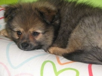 Close up - A small, fuzzy, black with brown Peek-A-Pom puppy is laying down across a bed and it is looking over the edge