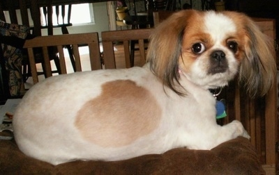 The backside of a white with tan Pekalier that is laying on a cushion and looking forward. It is shaved short with longer hair on its ears.