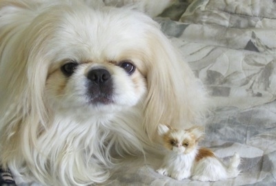 Close up - A white Pekingese is laying on top of a bed. In front of it is a brown with white tiny dog toy. It is looking forward.
