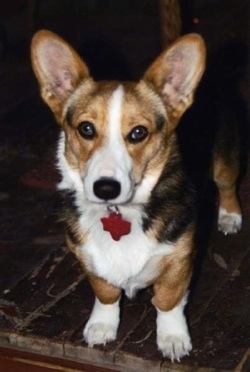 Front view - A tricolor tan, black and white, short-legged dog is standing on a carpet looking forward.