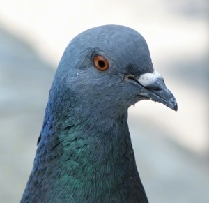 Close up head shot - The face of a pigeon that is looking to the right.