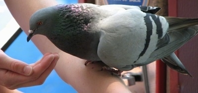 A Pigeon is standing on a persons arm and it is leaning over towards the person's cupped hand.