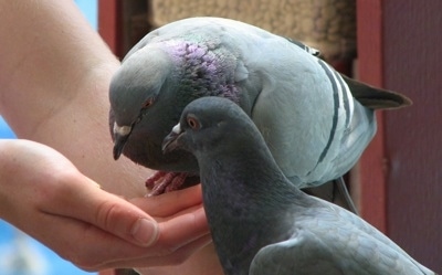 Two pigeons are standing on a persons arm and they arm looking at a persons cupped hand.