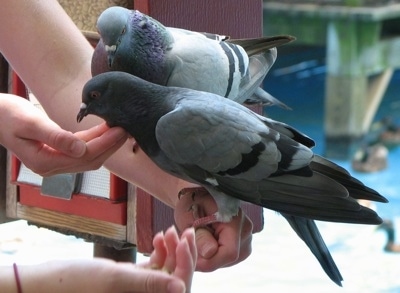 Two pigeons are perched on a persons arm and they are leaning over towards a persons hand. There is another cupped hand next to the Pigeons.