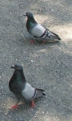 Two pigeons are walking across a dirt path. They are looking to the left.