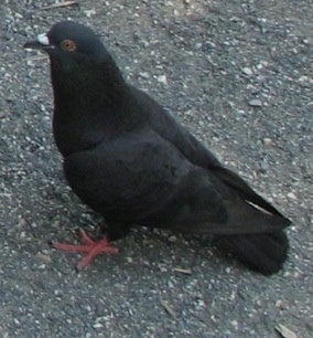 A black Pigeon is standing on the ground facing the left.