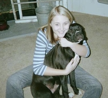 The right side of a black American Pit Bull Terrier that is sitting across a carpet and it is being hugged by a woman.