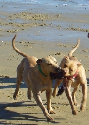 Two Pit Bull Terriers are running down a beach playing with a toy