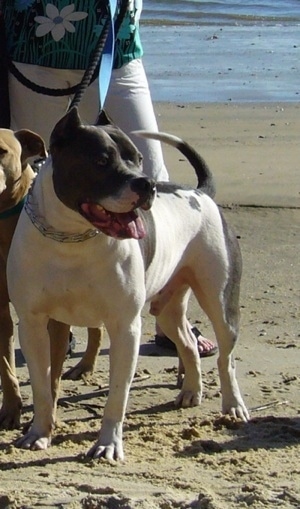The front right side of a white with black Pit Bull Terrier that is standing on a beach. There is a person behind it.