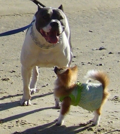 The left side of a Pomeranian that is looking up at a white with black Pitbull Terrier at a beach