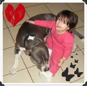 The front left side of a black with white Pitbull Terrier laying on a tiled floor next to a child overlayed on the image is a hand drawn heart in the top left and in the bottom right is 8 butterflies