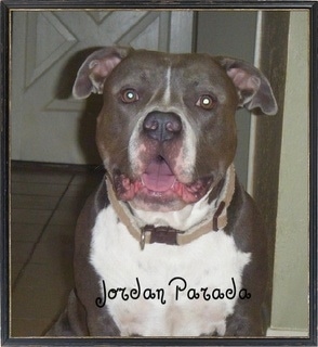 The front left side of a black with white Pitbull Terrier sitting in front of a door with its mouth open and an overlayed it says 'Jordan Parada'