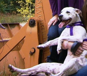 The left side of a white Pit Bull Terrier that is being held up in the air by a person sitting near construction equipment.