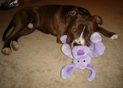 The right side of a brown with white Pitbull Terrier that is laying down across a carpet with a purple plush toy of a floppy earred dog in its mouth.