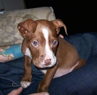 The front left side of a brown with white Pit Bul Terrier puppy that is sitting in the lap of a person sitting on a couch and it is looking forward.