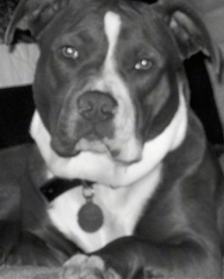 Close up - A black and white photo of a Pit Bull Terrier that is laying down on a couch and it is looking forward.
