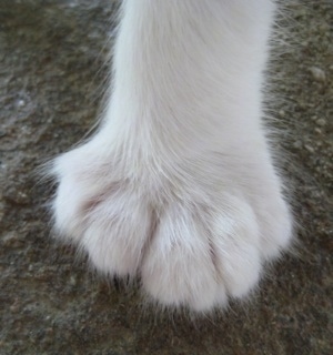 Close Up - The Foot of a white Polydactyl Cat. It has five toes