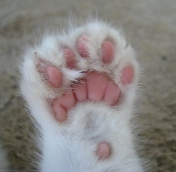 Close Up - Underside of the left front paw showing extra toes of a white Polydactyl Kitten.