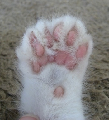 Close up - Underside of the right front paw showing extra toes of a white Polydactyl Kitten.