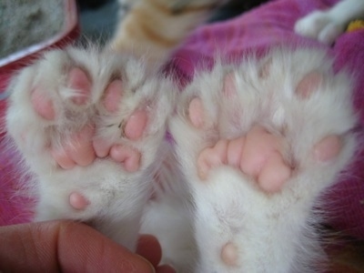 Close Up - Underside of the front paws showing extra toes of a white Polydactyl kitten. 