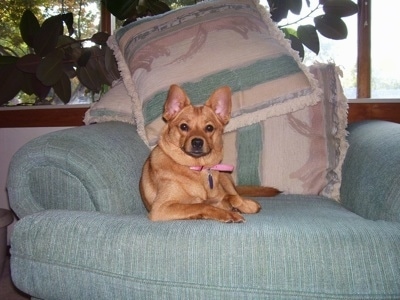 Front view - A red short-haired Pomchi dog is laying on a green couch and there are a fort of pillows behind her. The dog is looking forward.