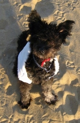 A fuzzy black with white Pomapoo is sitting in sand and it is looking up. It is wearing a white scarf around its body.