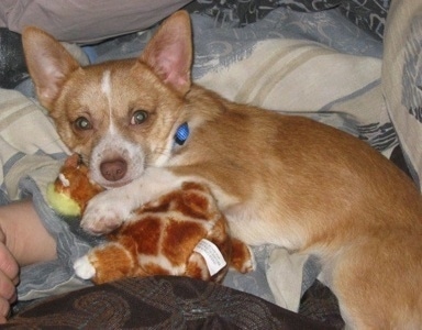 A shorthaired red with white Pomchi dog is laying on a bed on top of a person with a plush toy under its front paw.