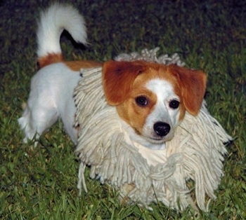 Front side view - A white with red Pomeagle puppy is laying down in grass and looking forward. It has the end of a mop wrapped around its neck as to look like a lions mane. Its tail is curled up.
