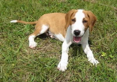 Front side view - A happy looking, red and white Posavac Hound puppy is laying in grass looking up and forward. Its mouth is open and tongue is out.