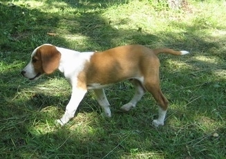 Left Profile - A red and white Posavac Hound puppy is walking across grass into a shaded area. Its tail is level with its body.
