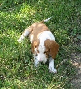 Front view - A red and white Posavac Hound puppy is laying down and looking at the grass.