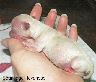A Person holding a preemie puppy