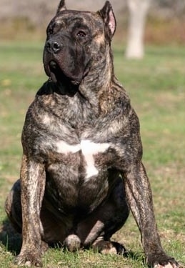 Drago De Dona Aurora the Presa Canario is sitting outside and looking to the left