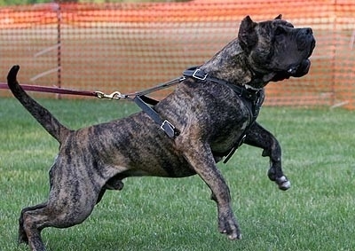 Drago De Dona Aurora the Presa Canario wearing a harness and jumping up in the air towards the right