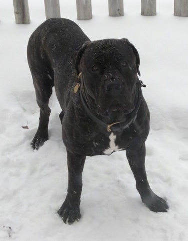 Paz the Presa Canario is standing in snow outside in front of a fence
