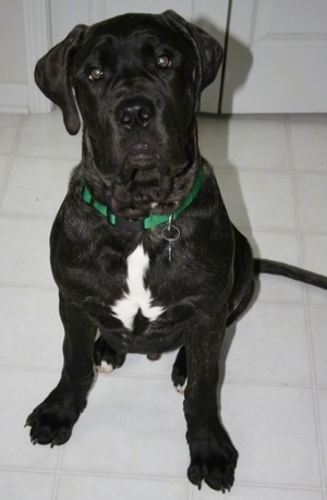 Paz the Presa Canario Puppy is sitting on a white tiled floor in front of a door and looking up