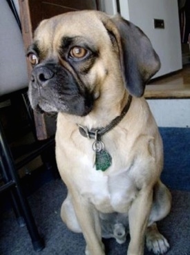Close up front view - A tan with black and white Puggle is sitting on a carpet and it is looking to the left.