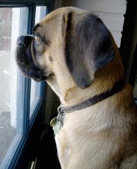 Close up side view - A tan with black and white Puggle is sitting in front of and looking out of a window.