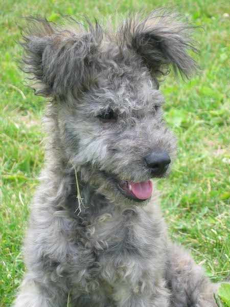 Close up - A grey with black Pumi is sitting in grass and it is looking to the right. It has a wavy coat with longer hair on its ears. It looks like a mop head.