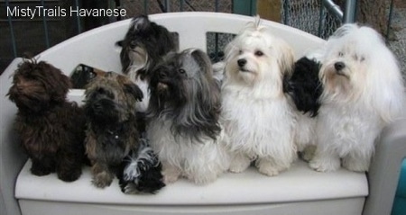 Six Havanese dogs are sitting on a plastic love seat type bench. They are all looking up and to the left.