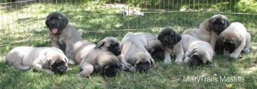 A litter of eleven Mastiff puppies laying in a field. One puppy is sitting, its panting and it is looking forward.